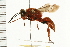  (Sphex latreillei - LP00205)  @14 [ ] CreativeCommons - Attribution (2009) Unspecified Centre for Biodiversity Genomics