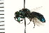  (Chrysurissa - LP00250)  @14 [ ] CreativeCommons - Attribution (2009) Unspecified Centre for Biodiversity Genomics