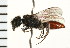  (Myrmosula - LP00391)  @14 [ ] CreativeCommons - Attribution (2009) Unspecified Centre for Biodiversity Genomics
