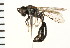  (Mimumesa leucopus - LP00424)  @11 [ ] CreativeCommons - Attribution (2009) Unspecified Centre for Biodiversity Genomics