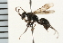 (Dipogon brevis - LP00441)  @11 [ ] CreativeCommons - Attribution (2009) Unspecified Centre for Biodiversity Genomics