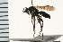  (Aporus niger - LP00460)  @11 [ ] CreativeCommons - Attribution (2009) Unspecified Centre for Biodiversity Genomics