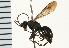  (Ageniella norata - LP00463)  @11 [ ] CreativeCommons - Attribution (2009) Unspecified Centre for Biodiversity Genomics