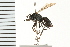  (Minagenia clypeata - LP00470)  @11 [ ] CreativeCommons - Attribution (2009) Unspecified Centre for Biodiversity Genomics