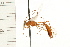  ( - HYMN 0017.02)  @12 [ ] CreativeCommons - Attribution (2008) Unspecified Centre for Biodiversity Genomics