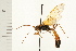  ( - HYMN 0029.02)  @13 [ ] CreativeCommons - Attribution (2008) Unspecified Centre for Biodiversity Genomics