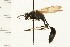  ( - HYMN 0033.02)  @12 [ ] CreativeCommons - Attribution (2008) Unspecified Centre for Biodiversity Genomics