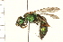  ( - HYMN 0081.02)  @13 [ ] CreativeCommons - Attribution (2008) Unspecified Centre for Biodiversity Genomics