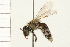  ( - HYMN 0086.02)  @12 [ ] CreativeCommons - Attribution (2008) Unspecified Centre for Biodiversity Genomics
