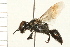  ( - HYMN 0087.02)  @13 [ ] CreativeCommons - Attribution (2008) Unspecified Centre for Biodiversity Genomics