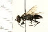  ( - HYMN 0103.02)  @13 [ ] CreativeCommons - Attribution (2008) Unspecified Centre for Biodiversity Genomics