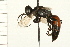  ( - HYMN 0105.02)  @13 [ ] CreativeCommons - Attribution (2008) Unspecified Centre for Biodiversity Genomics