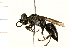  ( - HYMN 0117.02)  @13 [ ] CreativeCommons - Attribution (2008) Unspecified Centre for Biodiversity Genomics