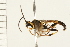  ( - HYMN 0185.02)  @13 [ ] CreativeCommons - Attribution (2008) Unspecified Centre for Biodiversity Genomics