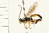  ( - HYMN 0192.02)  @14 [ ] CreativeCommons - Attribution (2008) Unspecified Centre for Biodiversity Genomics
