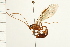  (Ophion sp. MS2124 - 08BBHYM-0068)  @11 [ ] CreativeCommons - Attribution (2008) Unspecified Centre for Biodiversity Genomics