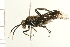  ( - 08BBHYM-0077)  @13 [ ] CreativeCommons - Attribution (2008) Unspecified Centre for Biodiversity Genomics