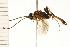  (Scopesis gesticulator - 08BBHYM-0246)  @14 [ ] CreativeCommons - Attribution (2009) Unspecified Centre for Biodiversity Genomics