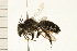  (Megachile nivalis - 08BBHYM-0258)  @14 [ ] CreativeCommons - Attribution (2009) Unspecified Centre for Biodiversity Genomics