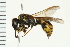  (Symmorphus albomarginatus - 08BBHYM-0512)  @14 [ ] CreativeCommons - Attribution (2009) Unspecified Centre for Biodiversity Genomics