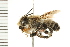 (Megachile frigida - 08BBHYM-0619)  @16 [ ] CreativeCommons - Attribution (2009) Unspecified Centre for Biodiversity Genomics