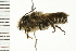  ( - 08BBHYM-0646)  @13 [ ] CreativeCommons - Attribution (2009) Unspecified Centre for Biodiversity Genomics