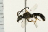  ( - 08BBHYM-0334)  @13 [ ] CreativeCommons - Attribution (2009) Unspecified Centre for Biodiversity Genomics