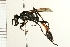  ( - 08BBHYM-0448)  @13 [ ] CreativeCommons - Attribution (2009) Unspecified Centre for Biodiversity Genomics