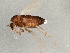  ( - 08TTML-1429)  @13 [ ] CreativeCommons - Attribution (2010) CBG Photography Group Centre for Biodiversity Genomics