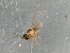  ( - 08TTML-1492)  @12 [ ] CreativeCommons - Attribution (2010) CBG Photography Group Centre for Biodiversity Genomics
