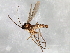  (Cratyna ambigua - 08TTML-1508)  @13 [ ] CreativeCommons - Attribution (2010) CBG Photography Group Centre for Biodiversity Genomics