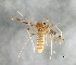  ( - 08TTML-1575)  @13 [ ] CreativeCommons - Attribution (2010) CBG Photography Group Centre for Biodiversity Genomics