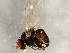  (Agromyza ambrosivora - 08TTML-1614)  @13 [ ] CreativeCommons - Attribution (2010) CBG Photography Group Centre for Biodiversity Genomics