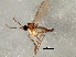  ( - 08TTML-1623)  @13 [ ] CreativeCommons - Attribution (2010) CBG Photography Group Centre for Biodiversity Genomics