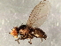  (Liriomyza trifoliearum - 08TTML-1705)  @14 [ ] CreativeCommons - Attribution (2010) CBG Photography Group Centre for Biodiversity Genomics