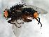 ( - 08TTML-1729)  @14 [ ] CreativeCommons - Attribution (2010) CBG Photography Group Centre for Biodiversity Genomics