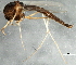  (Chironomus atrella - 08TTML-1791)  @13 [ ] CreativeCommons - Attribution (2010) CBG Photography Group Centre for Biodiversity Genomics