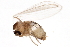  (Psychoda trinodulosa - 08TTML-0794)  @13 [ ] CreativeCommons - Attribution (2010) CBG Photography Group Centre for Biodiversity Genomics