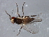  ( - 08TTML-1206)  @13 [ ] CreativeCommons - Attribution (2010) CBG Photography Group Centre for Biodiversity Genomics