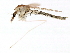  ( - 08TTML-1092)  @12 [ ] CreativeCommons - Attribution (2010) CBG Photography Group Centre for Biodiversity Genomics