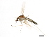  (Chaoborus albipes - 08TTML-1111)  @14 [ ] CreativeCommons - Attribution (2010) CBG Photography Group Centre for Biodiversity Genomics