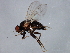  ( - 08TTML-1130)  @13 [ ] CreativeCommons - Attribution (2010) CBG Photography Group Centre for Biodiversity Genomics
