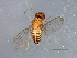  ( - 08TTML-0962)  @13 [ ] CreativeCommons - Attribution (2010) CBG Photography Group Centre for Biodiversity Genomics