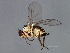 (Liriomyza brassicae - 08TTML-0977)  @14 [ ] CreativeCommons - Attribution (2010) CBG Photography Group Centre for Biodiversity Genomics