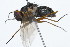  ( - 08TTML-0595)  @13 [ ] CreativeCommons - Attribution (2009) Unspecified Centre for Biodiversity Genomics