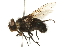  (Calliphora vomitoria - 08TTML-0495)  @15 [ ] CreativeCommons - Attribution (2009) Unspecified Centre for Biodiversity Genomics