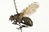  (Botanophila profuga - 08TTML-0519)  @14 [ ] CreativeCommons - Attribution (2009) Unspecified Centre for Biodiversity Genomics