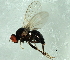  ( - 08TTML-1268)  @12 [ ] CreativeCommons - Attribution (2010) CBG Photography Group Centre for Biodiversity Genomics