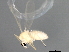  ( - 08TTML-1826)  @12 [ ] CreativeCommons - Attribution (2010) CBG Photography Group Centre for Biodiversity Genomics