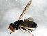  (Cheilosia shannoni - 08TTML-1909)  @14 [ ] CreativeCommons - Attribution (2010) CBG Photography Group Centre for Biodiversity Genomics